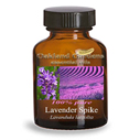spike lavender essential oil